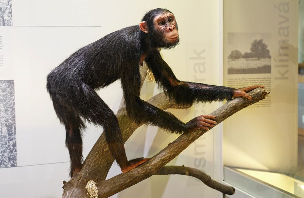 Rudapithecus